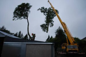 McClelland Tree Services Gallery 17